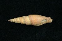 藏品(紅筆螺)的圖片